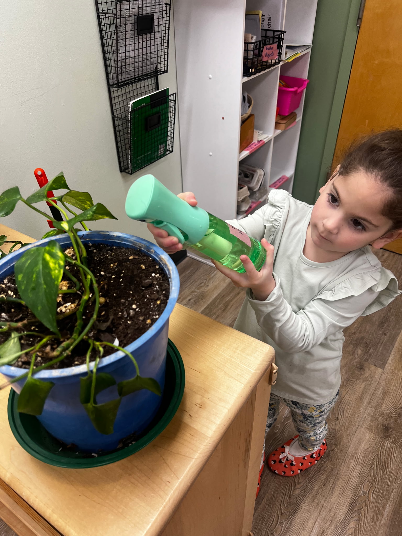 A child watering a classroom plant